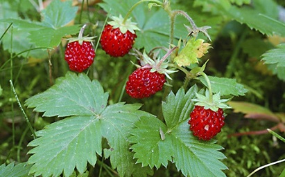 images/fruits/fraise-des-bois.jpg