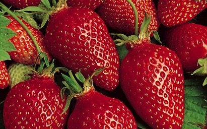 images/fruits/fraise.jpg