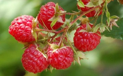 images/fruits/framboise.jpg