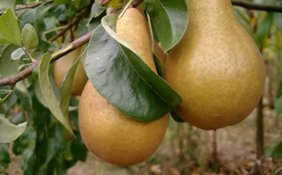 images/fruits/poire-beurre-hardy.jpg