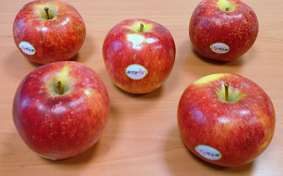 images/fruits/pomme-antares.jpg