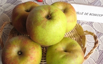 images/fruits/pomme-belle-de-boskoop.jpg