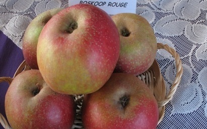 images/fruits/pomme-boskoop-rouge.jpg